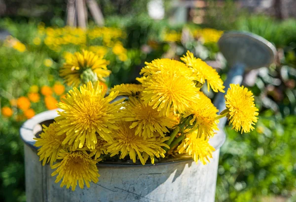 A bouquet of bright dandelions in a watering can.