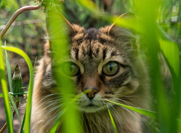 Περίεργη Γάτα Κρυφοκοιτάζει Μέσα Από Γρασίδι — Φωτογραφία Αρχείου
