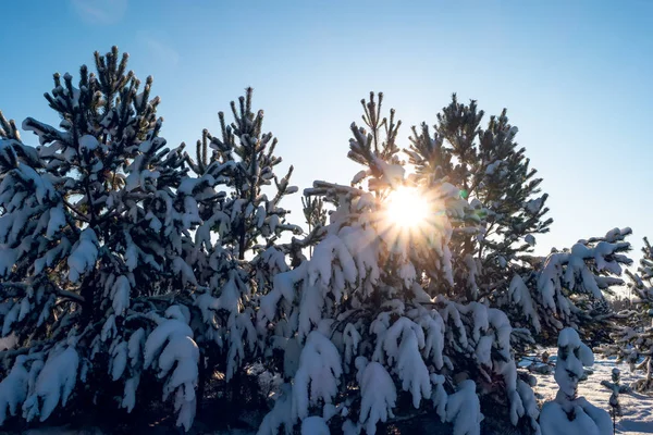 Snow covered pine trees in the sun