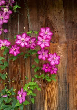 Tahta bir duvarın arka planında çiçek açan klematis. Clematis türleri Ville de Lyon.