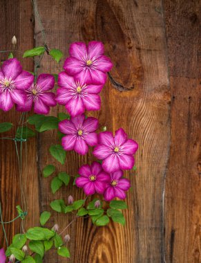 Geniş pembe klematis çiçekleri Ville de Lyon ahşap duvar arka planında.