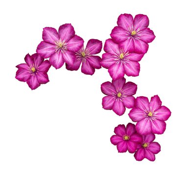 Beyaz arka planda yaprakları olmayan parlak pembe klematis tomurcukları (Ville de Lyon). Güzel bahçe bitkisi.