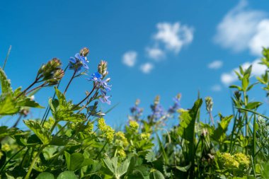 Mavi gökyüzünde yeşil çimenler ve çiçekler.