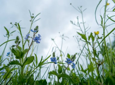 Yaz bulutlu bir günde çayır çimenleri ve çiçekler, düşük bir bakış açısı.