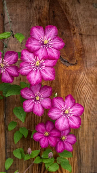 Ljusrosa Blommor Klematis Sort Ville Lyon Bakgrunden Träskivor Vacker Trädgårdsväxt — Stockfoto