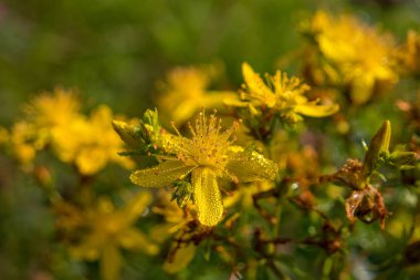 Bir çayırda sabah çiğ tanesinde Hypericum çiçeği. Kullanışlı tıbbi bitki.