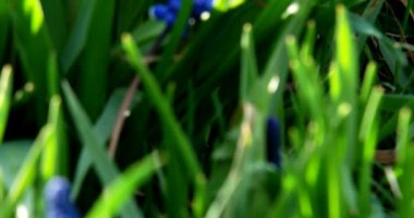 Baharda bahçede mavi Muscari. Kamerayı aşağıdan yukarıya, çiçeklere odakla..