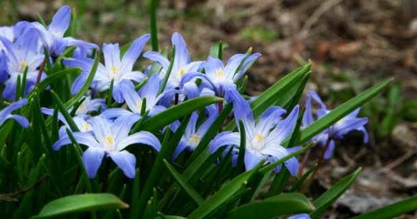 Tavaszi Virágokat Lengetek Szélben Kionodoxa Primrózsa — Stock videók