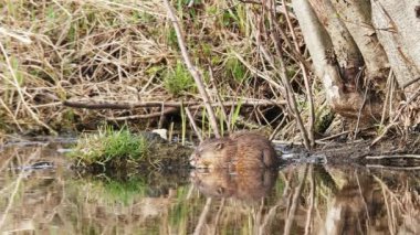 Muskrat (Ondatra zibethicus) kıyıda yaşar. Misk faresi oturur ve sonra suya dalar. Uralların doğası, ilkbaharın başları..