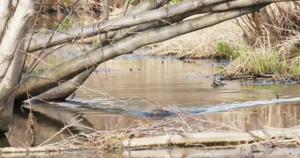 Μοσχοπόντικας Στο Φυσικό Περιβάλλον Ondatra Zibethicus Μοσχοπόντικας Κολυμπάει Στο Κυνήγι — Αρχείο Βίντεο