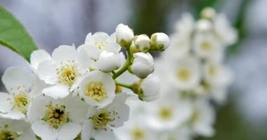 Kuş kiraz ağacı. Odak değişikliğiyle çekim yapılıyor.