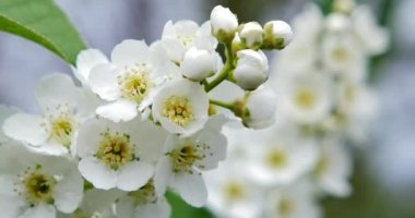 İlkbaharda çiçek açan kuş kiraz. 