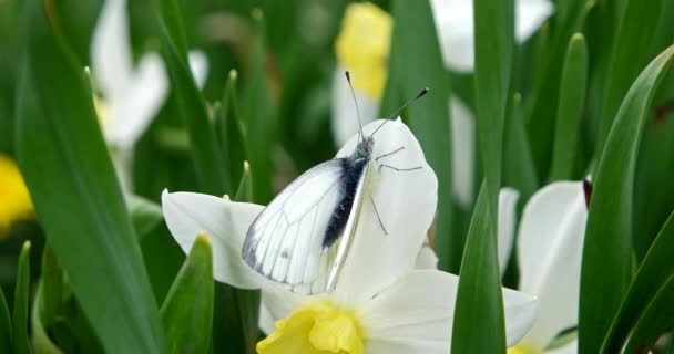 蝴蝶在水仙花上飞舞的蝴蝶在风中摇曳 实时射击 — 图库视频影像
