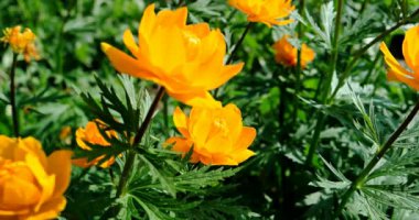 Yaz bahçesinde Trollius 'un parlak turuncu çiçekleri.