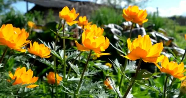 Bloemen Van Trollius Tuin Ranunculales — Stockvideo