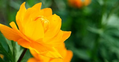 Yerçiçeği tomurcuğu rüzgarda savruluyor. Trollius 'a yakın çekim (Ranunculales).