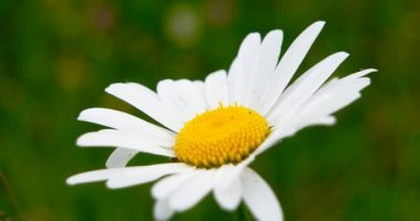 Rüzgarda sallanan papatya çayı. Yeşil çimenlerin arka planına yakın plan. Büyük beyaz papatya tomurcuğu.