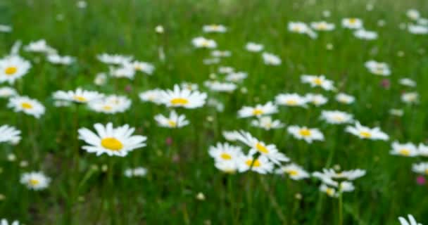 フィールドの花のカモミールで ソフトフォーカス オブジェクトがフォーカスを外しています — ストック動画