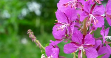 Çiçek Fireweed 'i yakın plan. Söğüt otunun parlak tomurcukları rüzgarda sallanıyor.