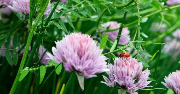 La coccinelle rampe le long de l'herbe verte et se cache derrière la fleur d'oignon Schnitt. Le pont naturel de la vesce touffue dans le jardin d'été . 