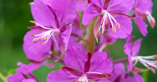 Kwiaty Fireweed Rosebay Willowherb Zbliżenie Zaczyna Się Miękkiego Ostrości — Wideo stockowe