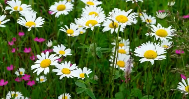 Daisies Meadow Close Daisies Background Meadow Grasses — Stock Video
