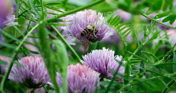 Bee Collects Nectar Flowers Chives Schnitt Garden — Stock Video