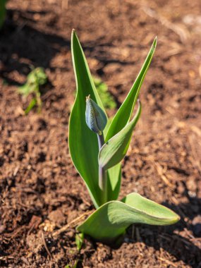 Açılmamış yeşil yapraklı bir lale tomurcuğu. Çiçek tarlasında yalnız bir çiçek.
