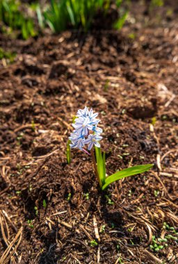Puschkinia bahar çiçeği bahçede. Bir bitkinin çiçek açması.
