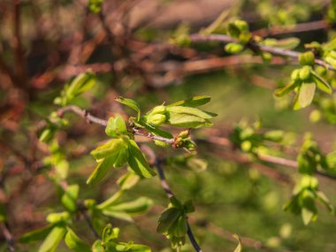 Hanımeli dallarında taze bahar yaprakları var. Çalı bitkisi. Yeşil tomurcuklara seçici odak, bulanık arkaplan ve bokeh.