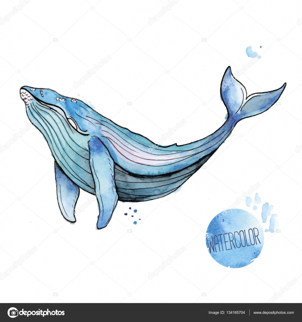 Vector Illustration Of Watercolor Whale Vector Image By C Glenofobiya Vector Stock