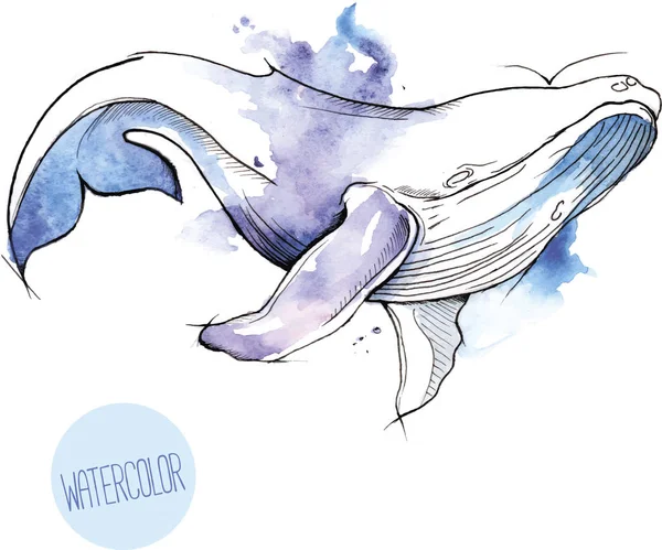 Ilustracja wektorowa akwarela wieloryba — Wektor stockowy