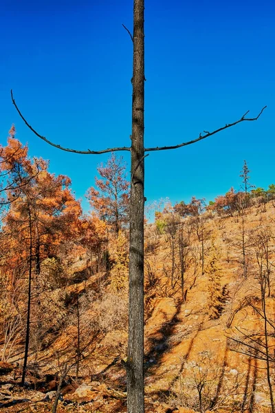 Burnt tree begging for mercy in burnt forest with the blue sky