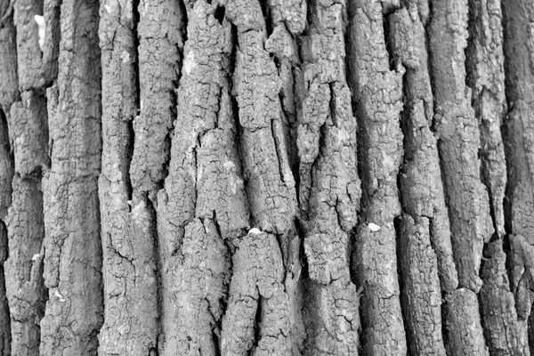 Черно Белая Текстура Дерева — стоковое фото