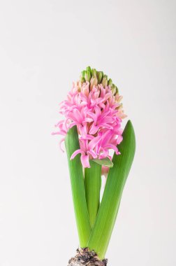 Beyaz ahşap arka plan açık kopya alanı görünümle pembe tencerede çiçek açan pembe sümbül.