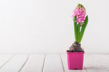 Beyaz ahşap arka plan açık kopya alanı görünümle pembe tencerede çiçek açan pembe sümbül.