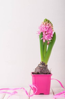 Beyaz ahşap arka plan açık kopya alanı görünümle pembe tencerede çiçek açan pembe sümbül.