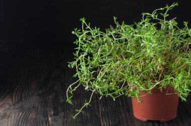 Taze kekik karanlık bir arka plan üzerinde. Yeşil kekik. Yeşil kekik içinde bir 