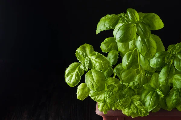 Fresh basil on a dark background. Green basil. Green basil in a