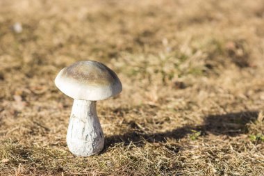 Ormanda, sonbaharda hasat yağmur sonrası büyük beyaz mantar.