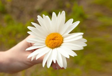 Daisy, bir papatyaya aşk hakkında kehanette bulunan bir kızın ellerinde..