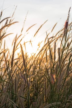 Muhteşem manzara akşam günbatımı siluet tüy çim alandaki. sakin duygu kavramı. kırsal manzara atmosfer. görüntü arka plan, duvar kağıdı ve kopya alanı için.