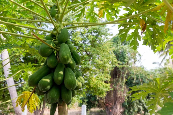 树上的有机绿色木瓜 自然新鲜的绿色木瓜生长在树上 在自然景观中结满果实 — 图库照片
