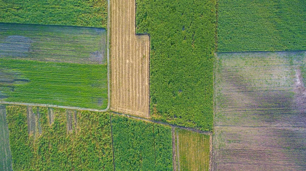 春天里 空中俯瞰着农村不同的农田 甘蔗种植园 甘蔗园从空中眺望 麦片的无人机照片 — 图库照片