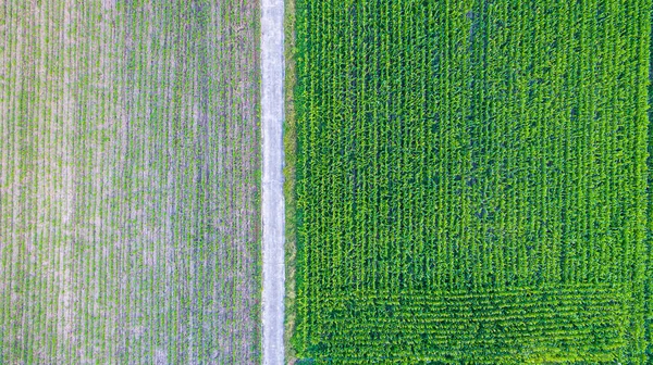 春の日に田舎の異なる農業分野の空中トップビュー トウモロコシ畑空からのトウモロコシ畑の眺め コーンのドローン写真 — ストック写真