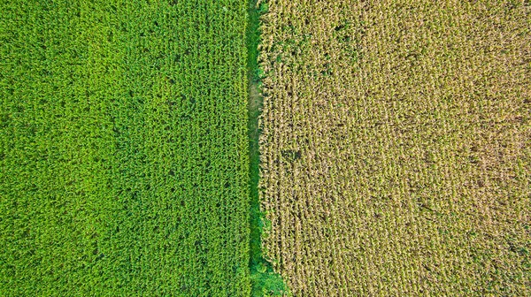 공중에서 위에서 시골의 농토를 수있었습니다 옥수수 옥수수 바라봅니다 드론으로찍은 옥수수 — 스톡 사진
