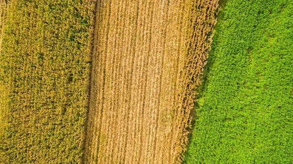 Aerial Top View Different Agriculture Fields Countryside Spring Day Corn — Stock Photo, Image