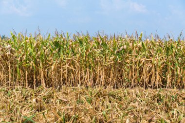 Hasat sezonundan sonra mısır tarlası. Tarlada mısır ağacı olan mısır çiftliği tarımı. Gıda ve tahıl tarım kavramı. 