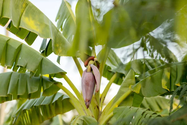 Concentre Broto Banana Árvore Com Fundo Campo Grama Verde Super — Fotografia de Stock