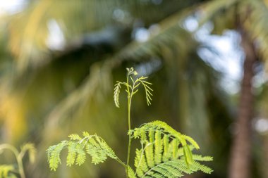 Beyaz popinac, Wild tamarind, ağaçta Leadtree. Tayland 'da pirinç eriştesiyle yenir. Beyaz Popinac, Leucaena löcocephala (Kurşun Ağaç).